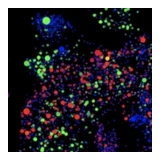 The Murrell Lab, KI logo